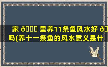 家 🐅 里养11条鱼风水好 🐘 吗(养十一条鱼的风水意义是什么)